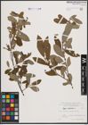Foto von Salix cinerea L.